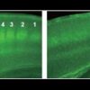 世界初！大麻が脳に悪影響を与えることを科学的に証明 - リソウ